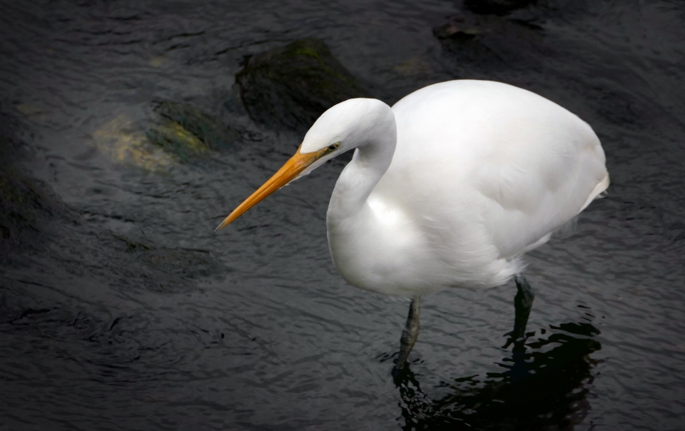 Nature bird beak fauna