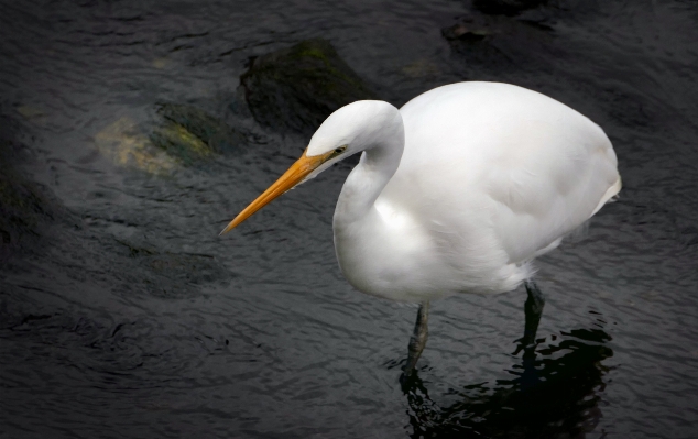 Foto Alam burung paruh fauna