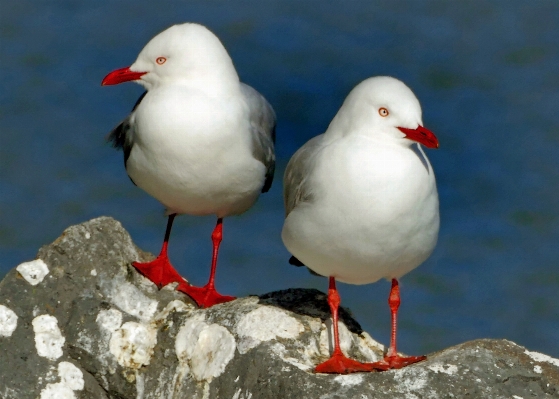 Foto Laut burung laut
 camar
