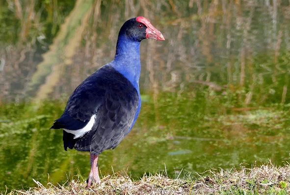 Foto Alam burung margasatwa paruh