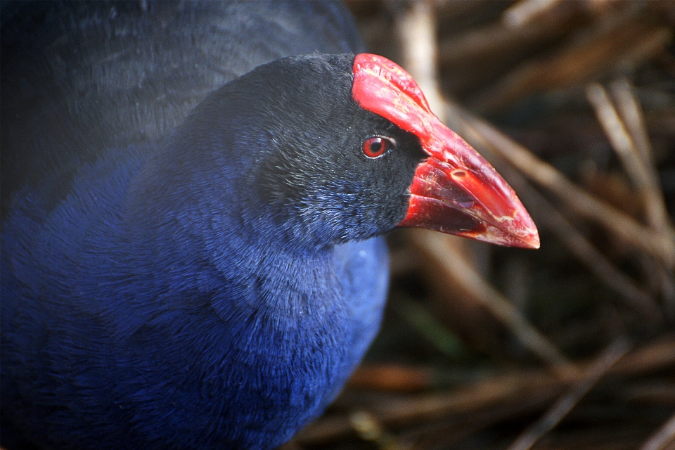 Vogel tierwelt rot schnabel