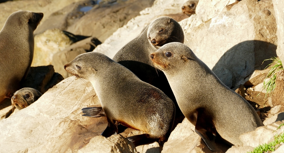 Natur tierwelt zoo siegel