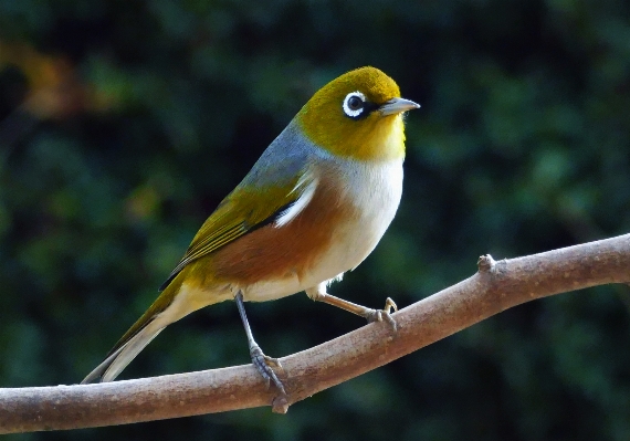 Nature branch bird wildlife Photo