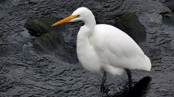 Photo Oiseau aile faune le bec