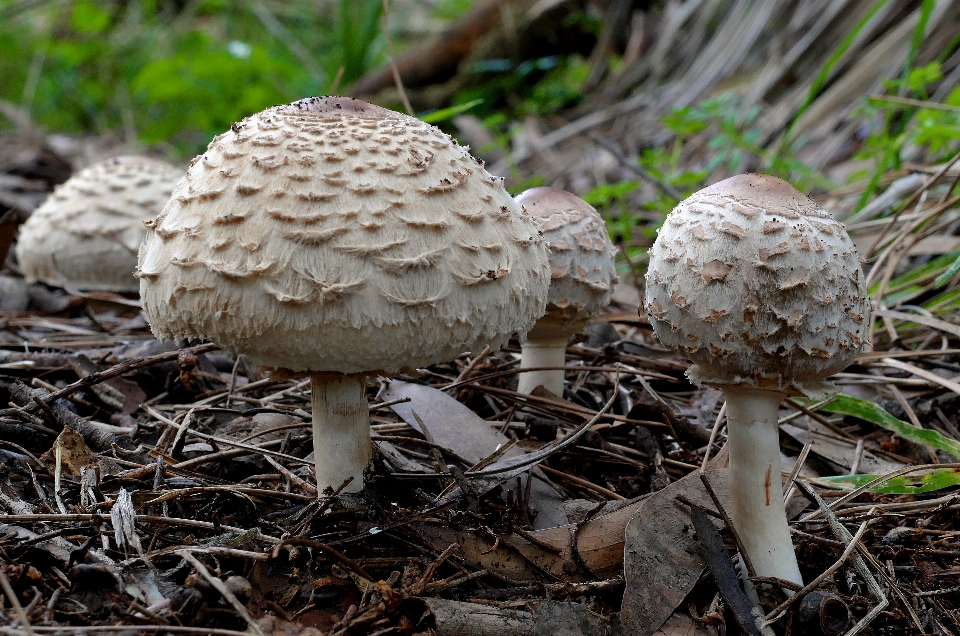 Nature forêt sol champignon