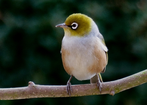 Foto Alam cabang burung margasatwa