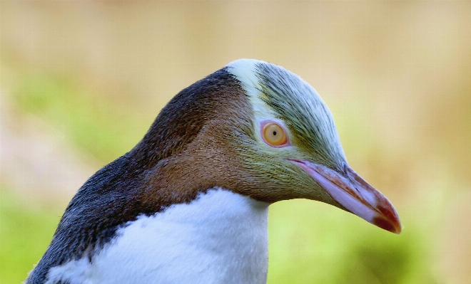 Nature bird wing seabird Photo