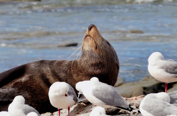 海 自然 鳥 海鳥
 写真