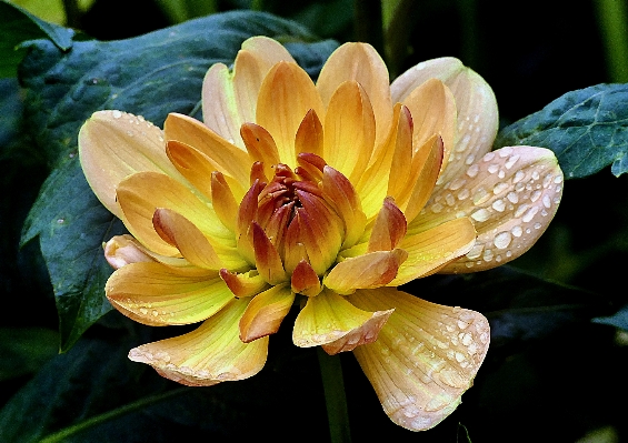 Nature blossom plant photography Photo