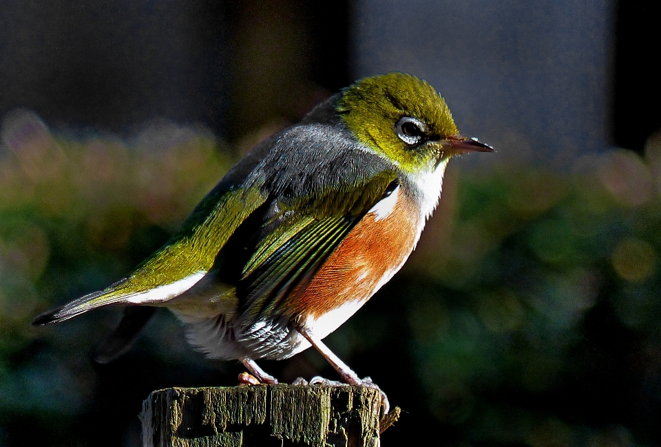 Alam burung margasatwa paruh