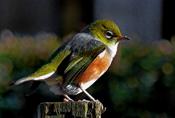 Foto Alam burung margasatwa paruh