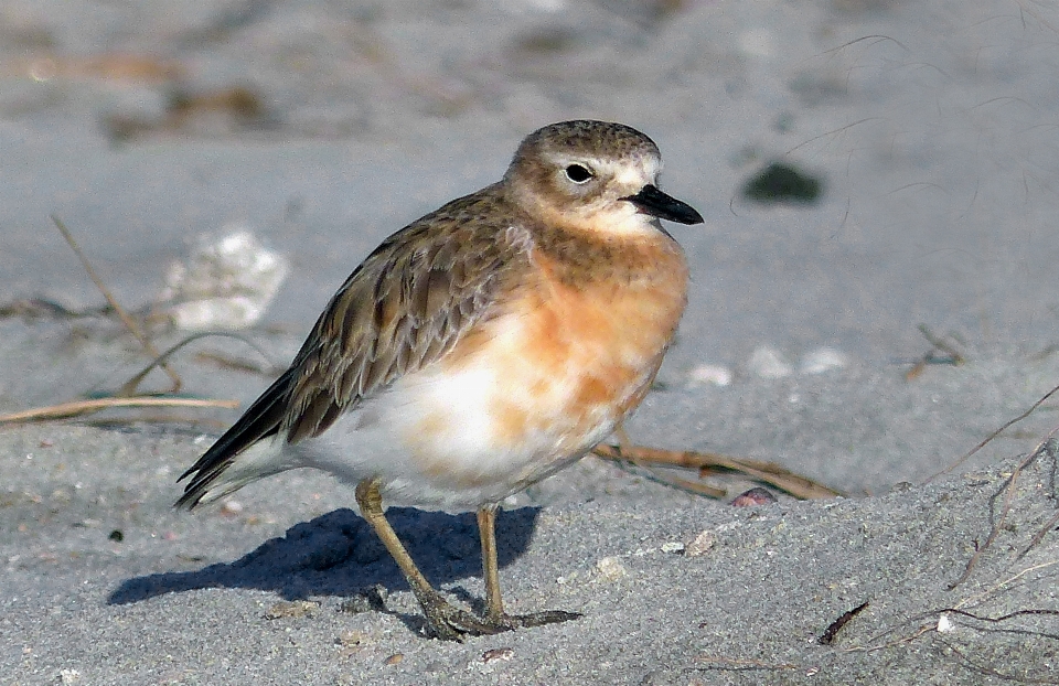 ビーチ 自然 鳥 野生動物