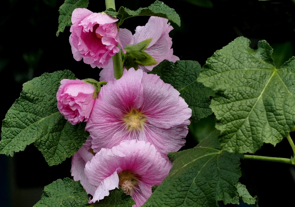 Pianta fiore petalo botanica
