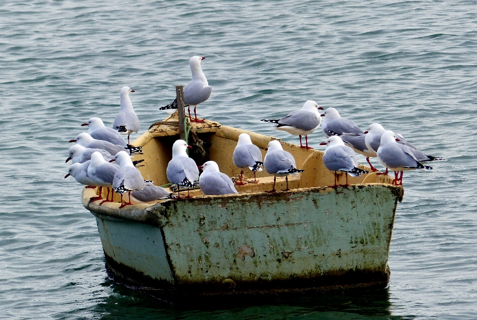 Meer wasser vogel boot