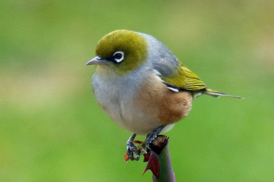 Natura uccello animali selvatici becco