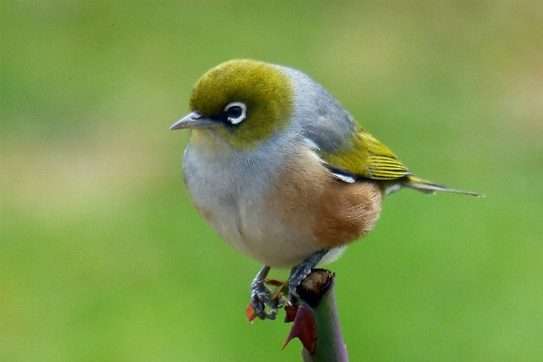 Foto Alam burung margasatwa paruh