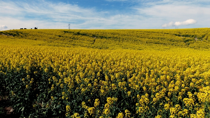 Landscape nature horizon walking Photo