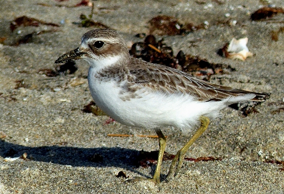 Photo Oiseau faune le bec fauna