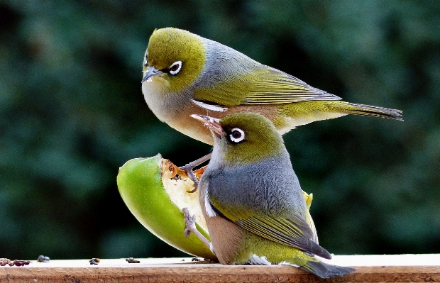 Foto Alam burung margasatwa paruh