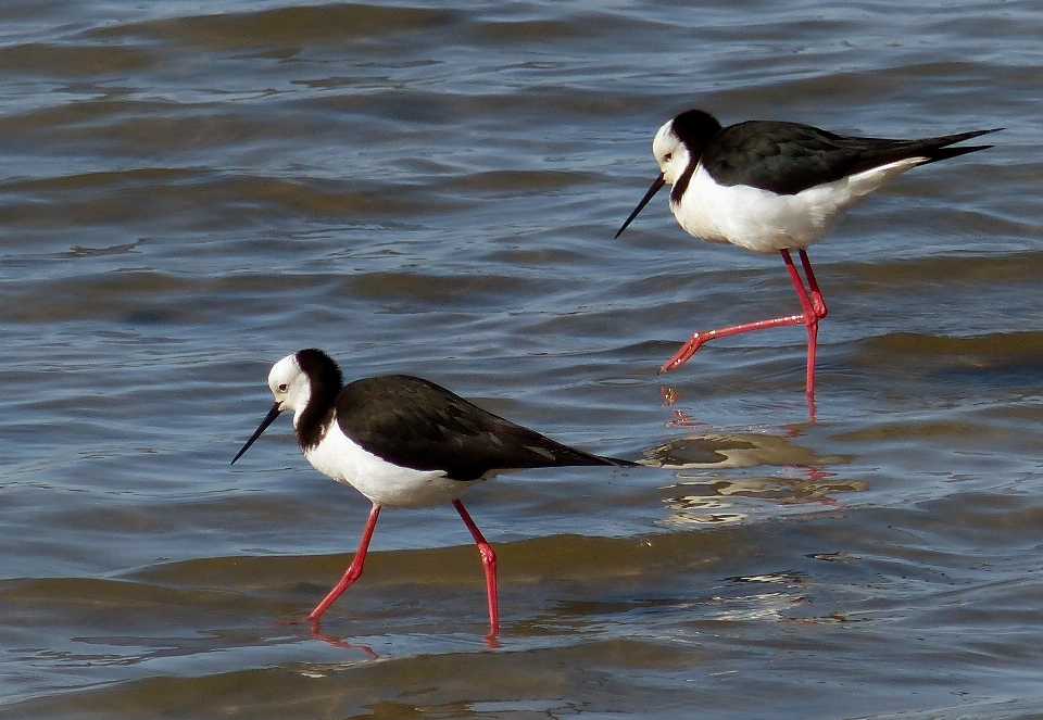 Sea bird wildlife beak