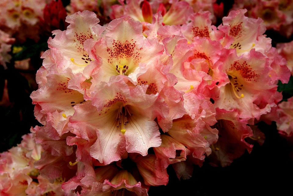 Tree blossom plant flower