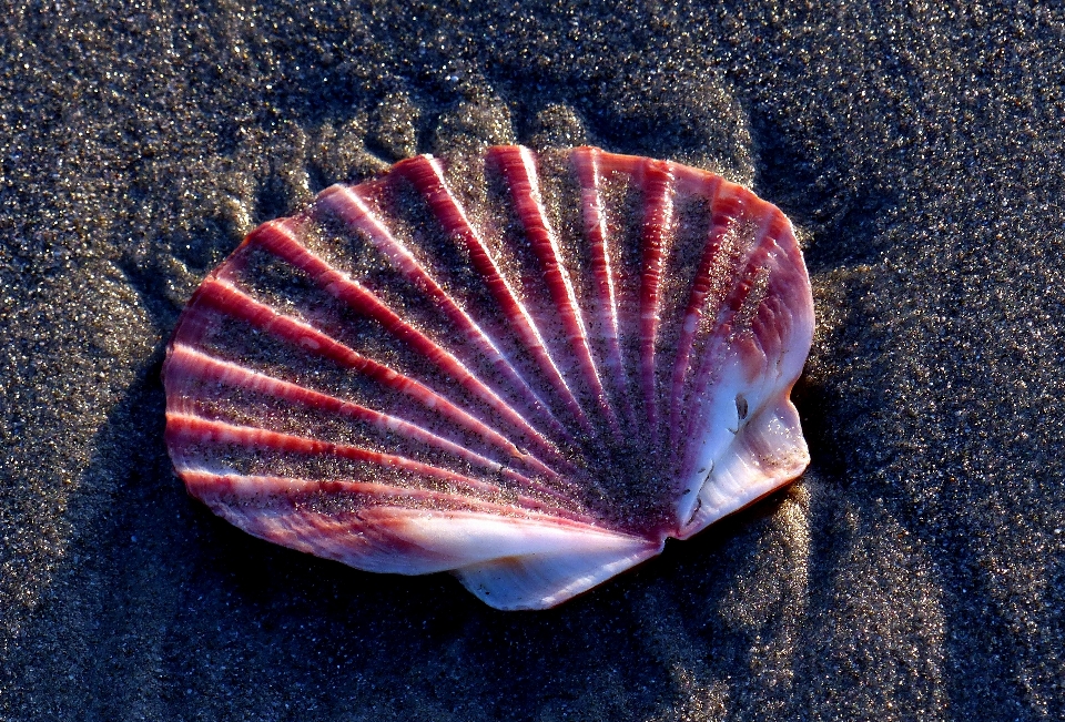 Strand natur biologie meeresfrüchte