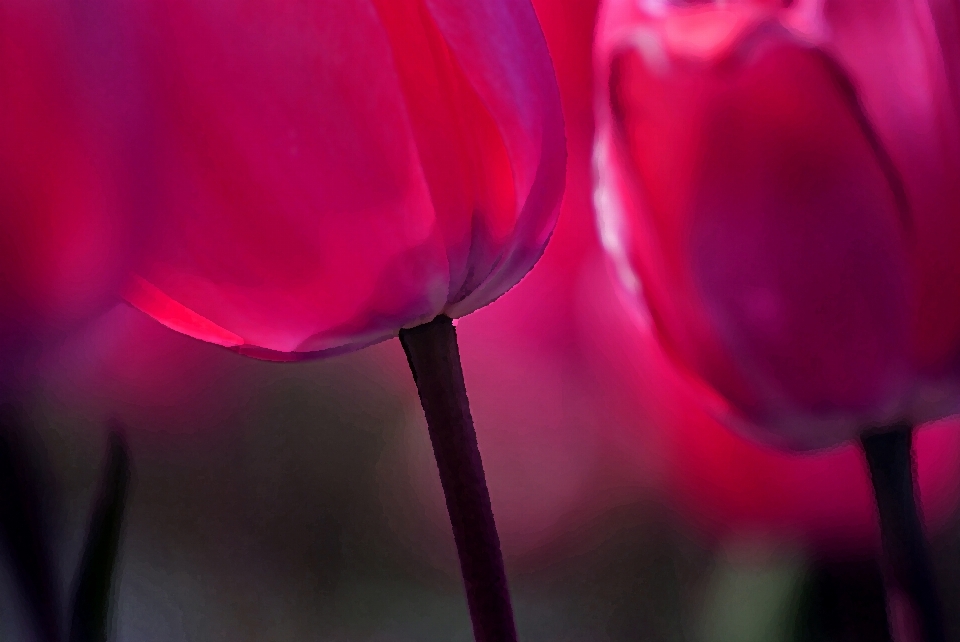 Anlage fotografie blume blütenblatt