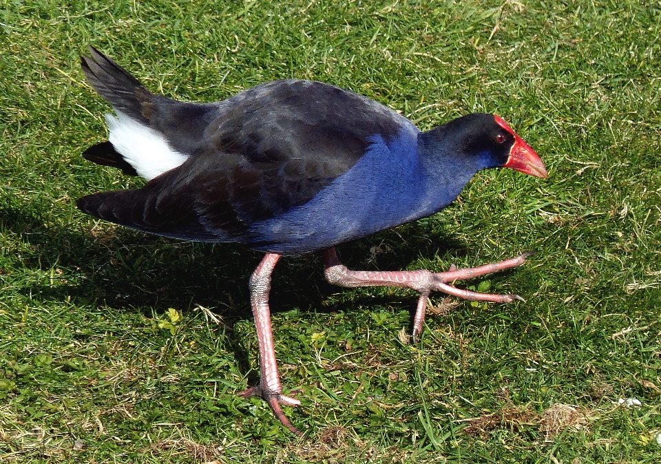 Kuş yaban hayatı gaga fauna