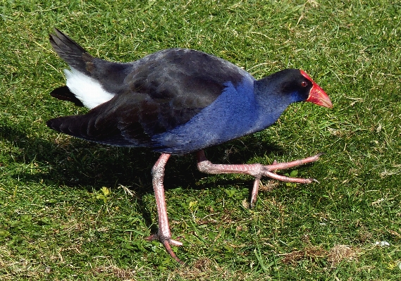 Photo Oiseau faune le bec fauna