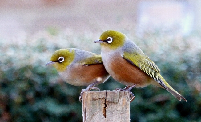 Foto Alam burung margasatwa paruh