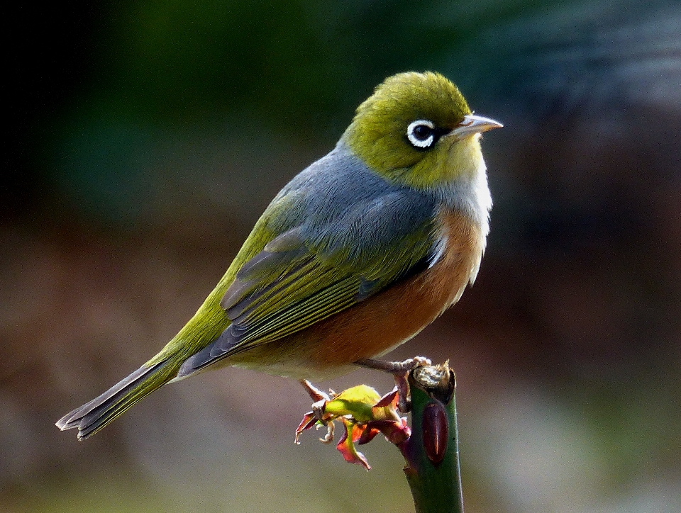 Natur vogel tierwelt schnabel