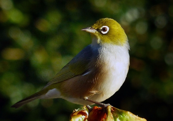 Foto Alam burung margasatwa paruh