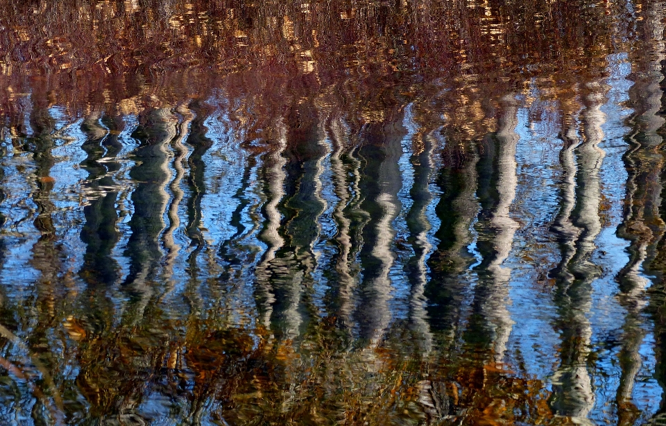 Tree water nature forest