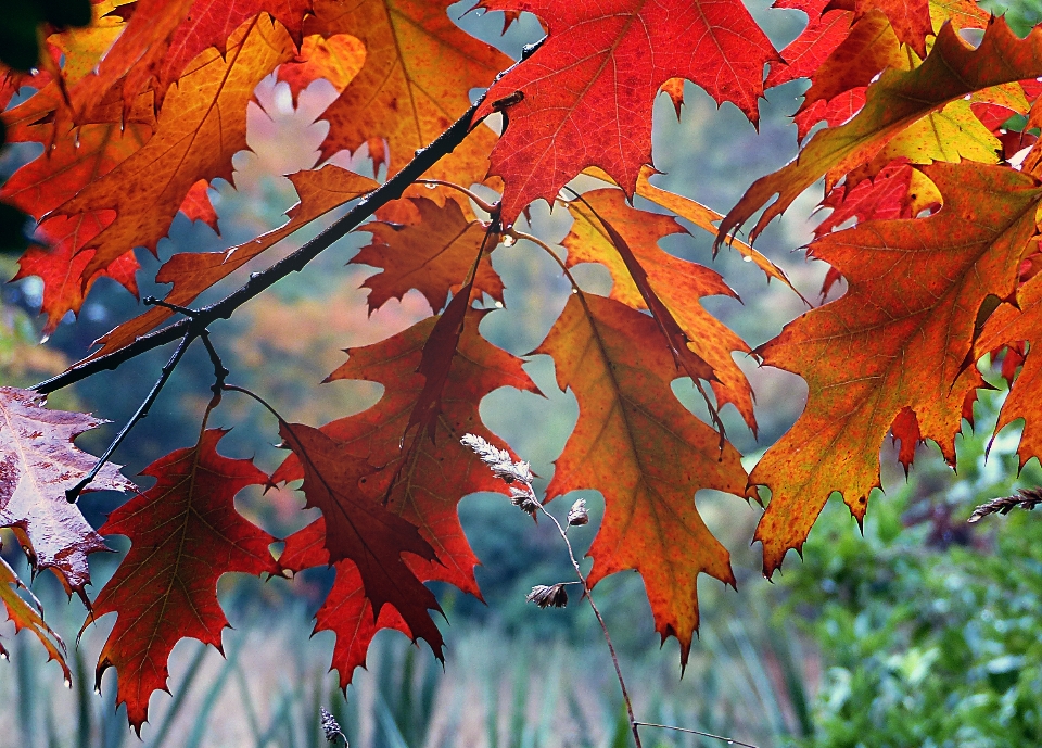 Tree branch plant leaf