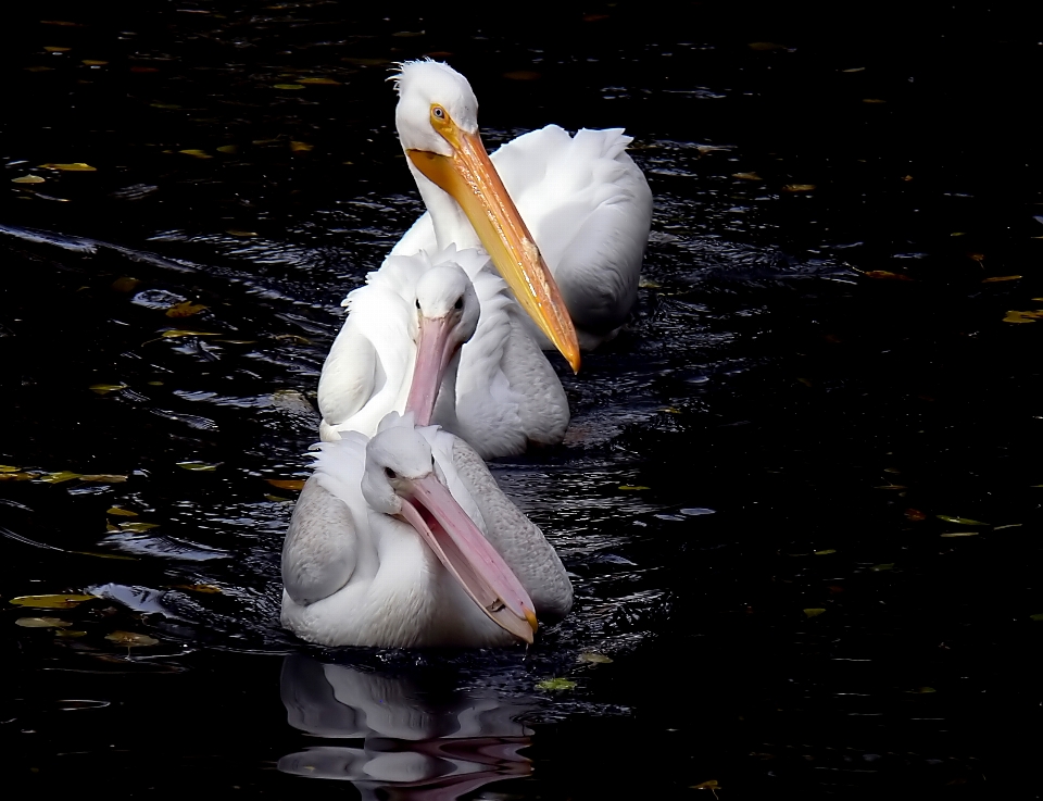 Oiseau aile pélican de mer
