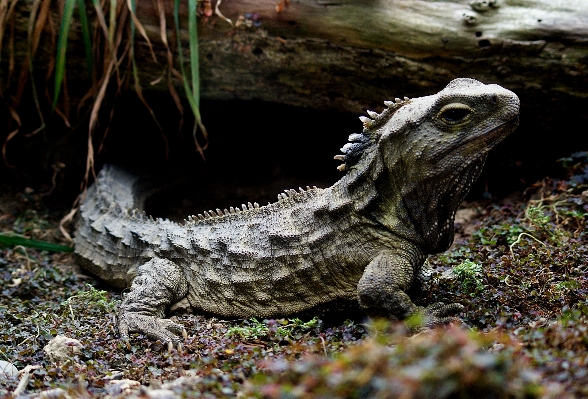 Foto Alam margasatwa kebun binatang reptil