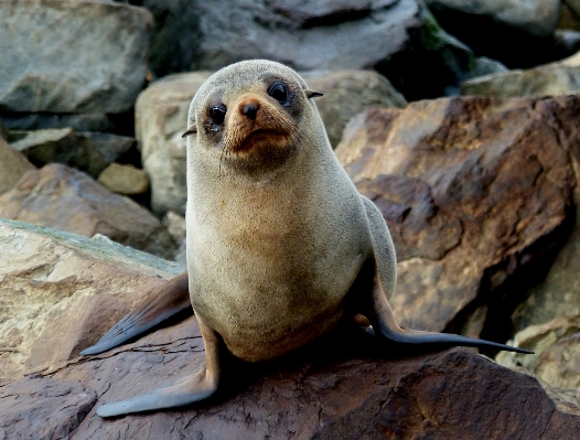 Foto Animais selvagens jardim zoológico biologia fauna