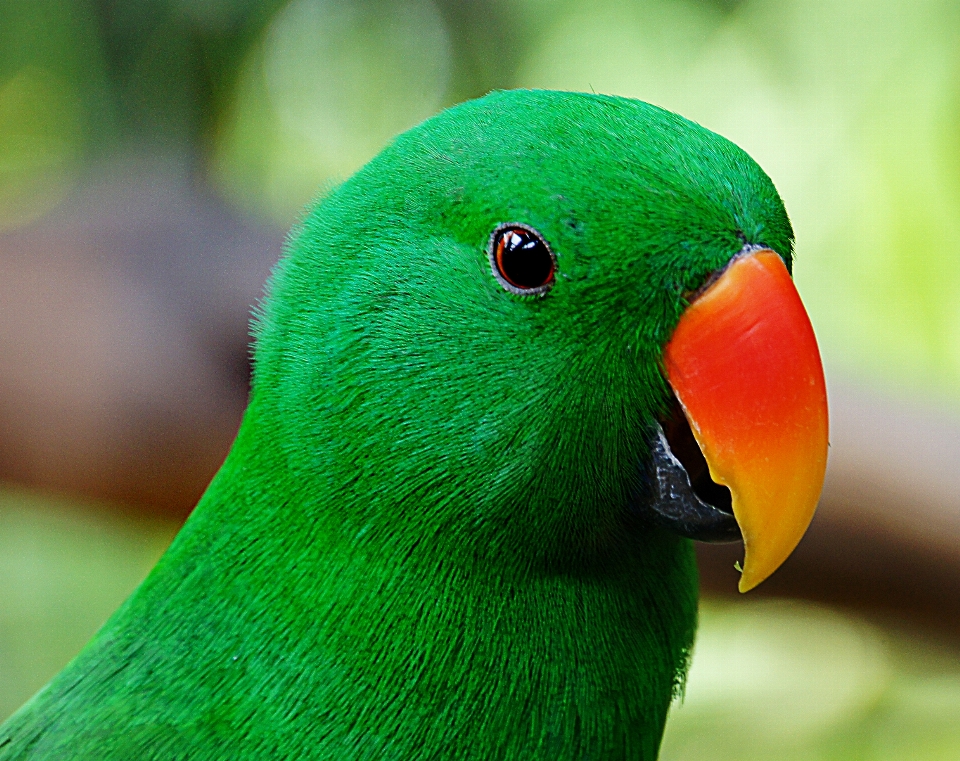 Natur vogel tierwelt grün