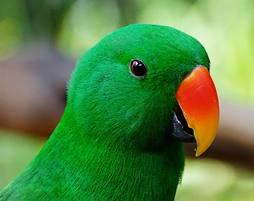 Foto Alam burung margasatwa hijau