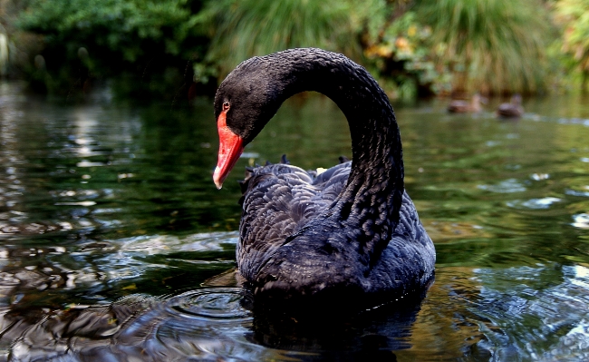 水 自然 鳥 池 写真