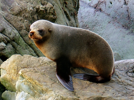 Coastline wildlife zoo mammal Photo