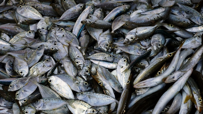 Food seafood fish sardine Photo