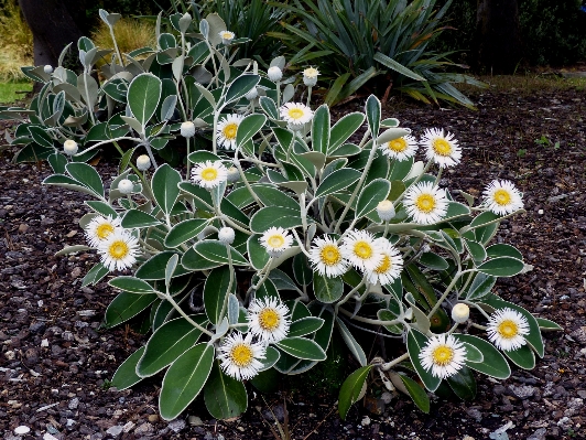 Plant flower daisy botany Photo