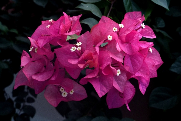 Plant leaf flower petal Photo