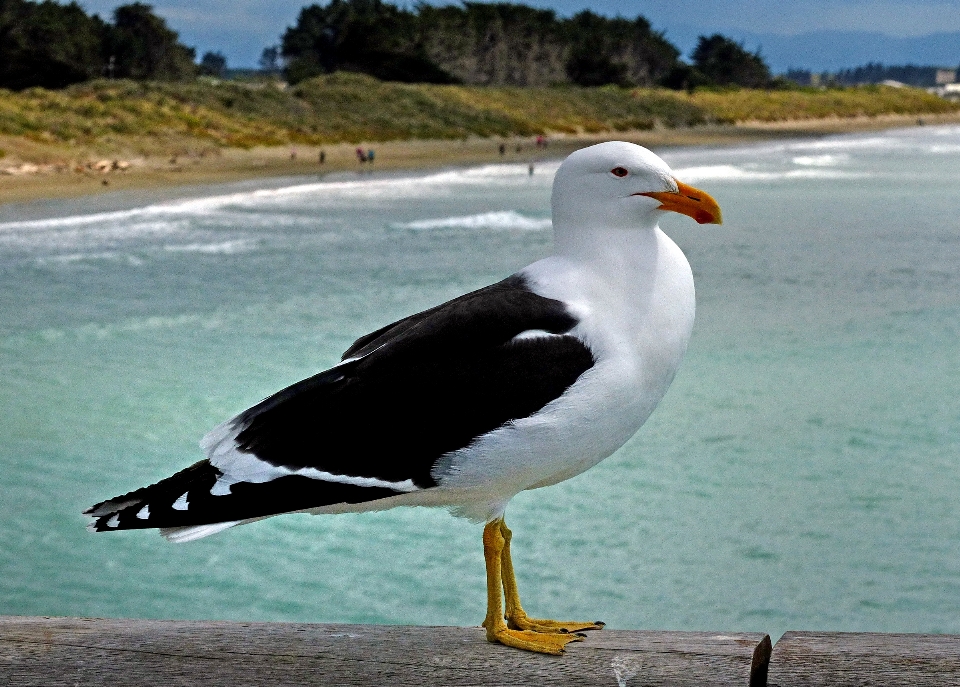 Plage mer oiseau de mer
