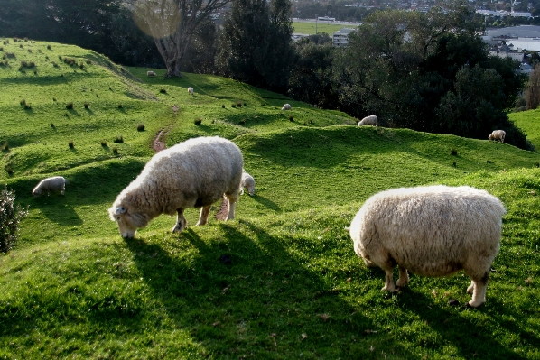 Grass field farm meadow Photo