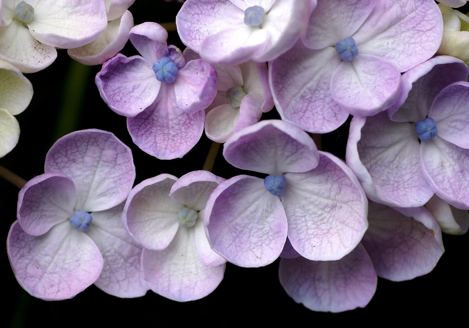 Pianta fiore viola petalo