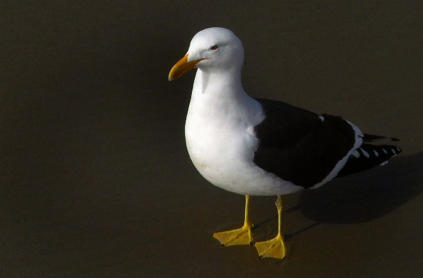 鳥 羽 海鳥
 カモメ
 写真