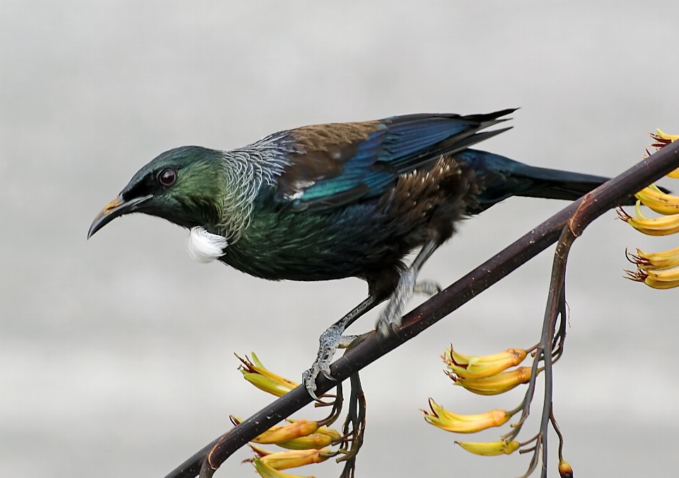 Cabang burung margasatwa paruh