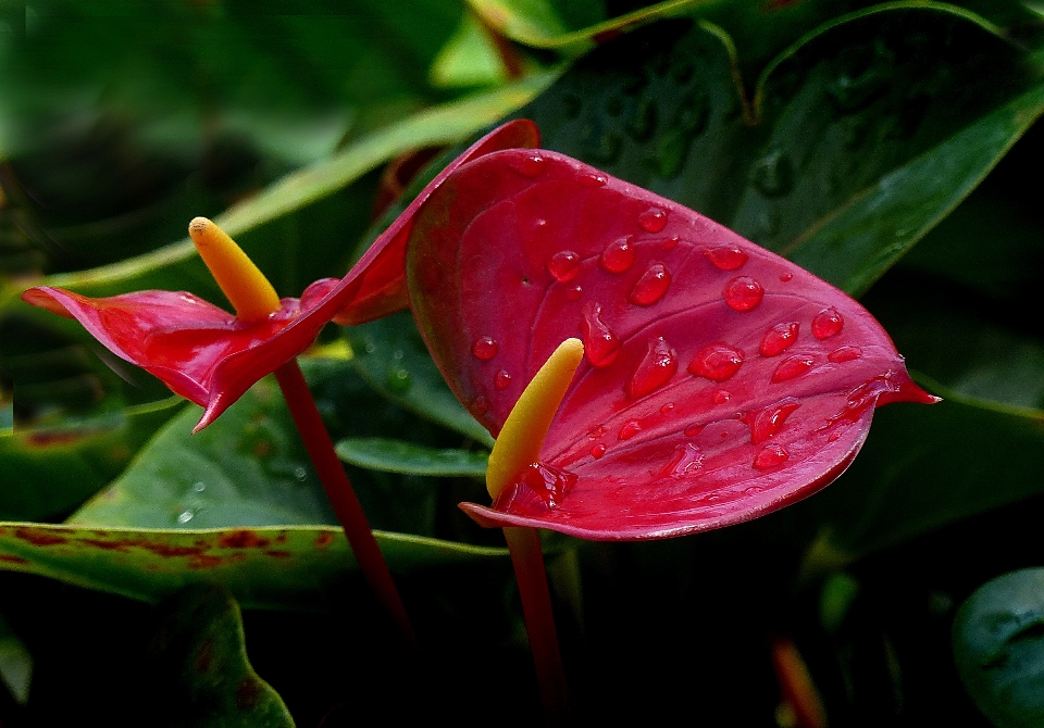 Plant leaf flower petal